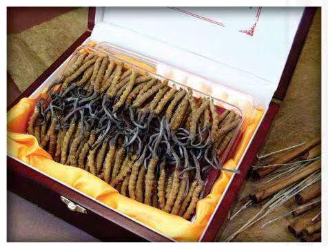 威信冬虫夏草回收